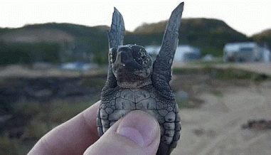 sea turtle GIF