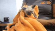 cats kitten GIF by Best Friends Animal Society