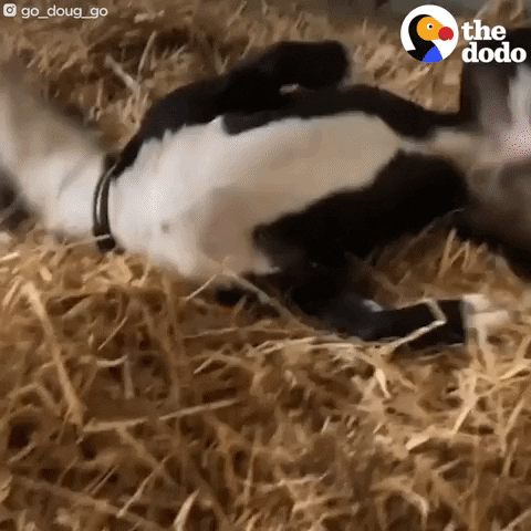Dog GIF by The Dodo