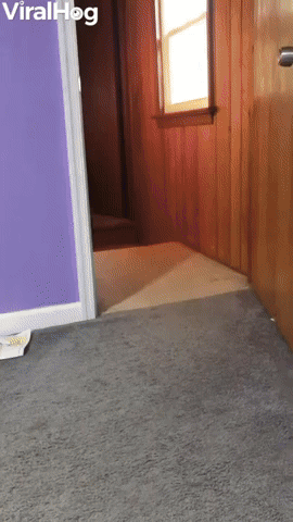 Excited Doggy Spins Like Ballet Dancer