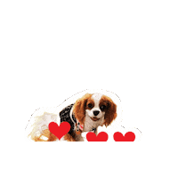 Dogs Cavalierkingcharlesspaniel Sticker