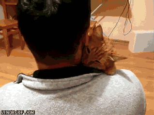 Cat Hugs GIF
