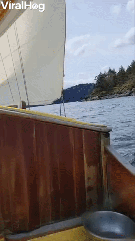 Orca Spotted From Antique Sailboat