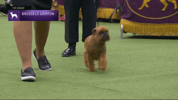 Brussels Griffon Dogs GIF by Westminster Kennel Club