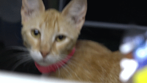 nilnil giphyupload cat GIF