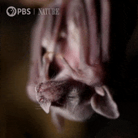Pbs Nature Mexico GIF by Nature on PBS