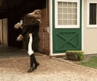 Horses Seo GIF by Kiwosan