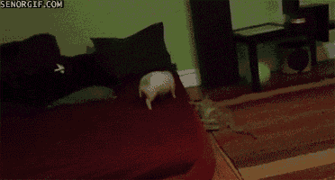 cat chase GIF by Cheezburger