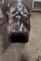 Famous Hippo Shows Off Melon-Chomping Skills
