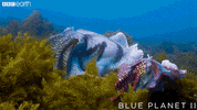 blue planet love GIF by BBC Earth