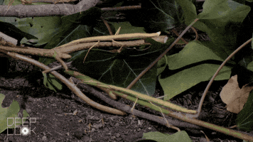 Wildlife Biology GIF by PBS Digital Studios
