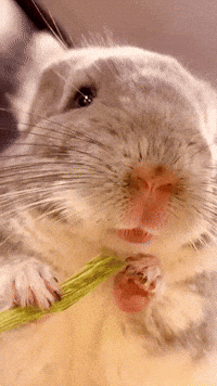 Chinchilla Sue GIF