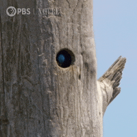 Pbs Nature Bird GIF by Nature on PBS
