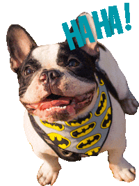 dog tnt Sticker by Tales&Tails