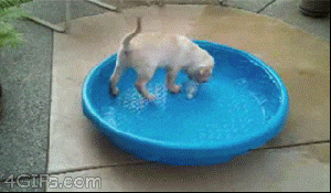 Dog Fail GIF