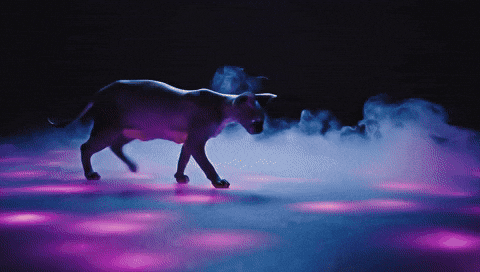 Trick Or Treat Happy Halloween GIF by Ashwin Gane