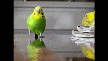 Slow Motion Bird GIF by HuffPost
