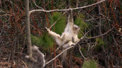 symphony for our world GIF by Nat Geo Wild 