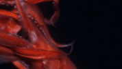 symphony for our world GIF by Nat Geo Wild 