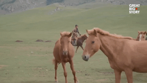 Horse GIF by Great Big Story