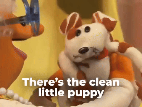Clean little puppy
