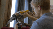 Mcgillu GIF by McGill University