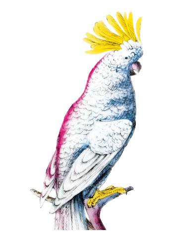 Kakadu Sticker by Dallmayr
