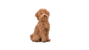 Bye Bye Bye Dog Sticker by StudioJill