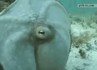 octopussy GIF