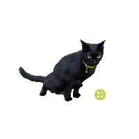 Home Court Cat Sticker by Pickle Social Club