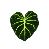 plantastic_ug_ green plant plants monstera Sticker