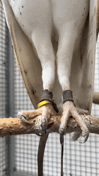 Birds Of Prey Summer GIF by Valley Zoo Development Society