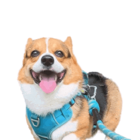Corgi Polish Sticker