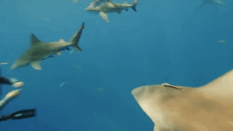 Uh Oh Discovery GIF by Shark Week