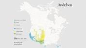 burrowing owl GIF by audubon