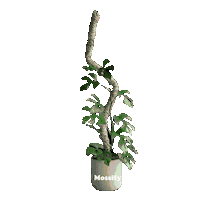 Art Plant Sticker by Mossify