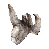 sloth STICKER by imoji