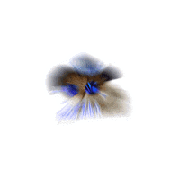 Cat Sunglasses Sticker