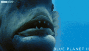 blue planet fish GIF by BBC Earth