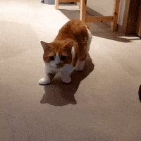 Bolomi GIF