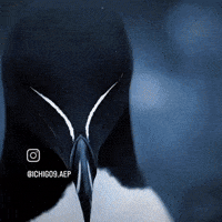Mog GIF