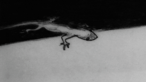 giuvisualart giphyupload art animation loop GIF