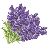 e_h_k_s flower flowers purple floral Sticker