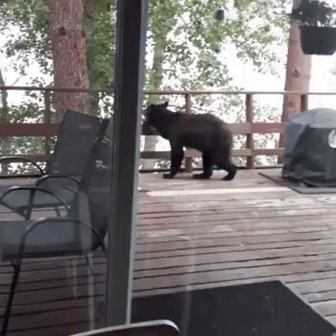 Bear Makes Giant Leap to Tree at British Columbia Home