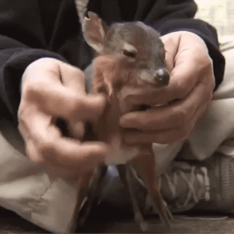 baby love GIF by San Diego Zoo