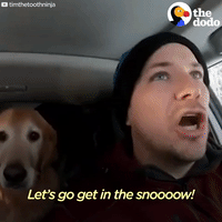 dog GIF by The Dodo