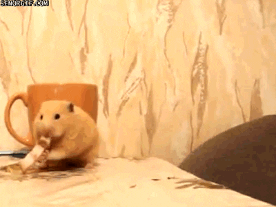 cat sniffing GIF by Cheezburger