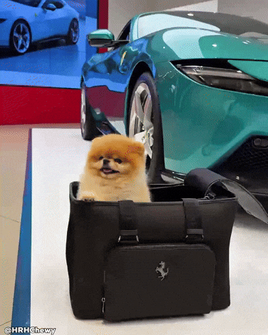 Pomeranian Happy Dog GIF