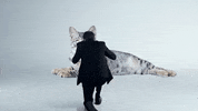 New Music Art GIF by Andrew Bird