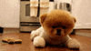 Dog Puppy GIF